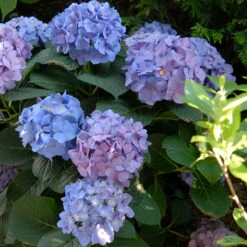 Let's Dance® Blue Jangles® Bigleaf Hydrangea -Great Garden Plants Sales Store Hydrangea Lets Dance Blue Jangles 5 P