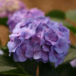 Let's Dance® Blue Jangles® Bigleaf Hydrangea -Great Garden Plants Sales Store Hydrangea Lets Dance Blue Jangles 6 P