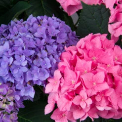 Let's Dance® Rhythmic Blue® Bigleaf Hydrangea -Great Garden Plants Sales Store Hydrangea Lets Dance Rhythmic Blue 3 P