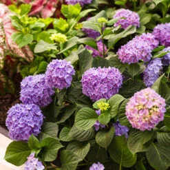 Let's Dance® Rhythmic Blue® Bigleaf Hydrangea -Great Garden Plants Sales Store Hydrangea Lets Dance Rhythmic Blue 4 P