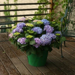 Let's Dance® Rhythmic Blue® Bigleaf Hydrangea -Great Garden Plants Sales Store Hydrangea Lets Dance Rhythmic Blue 5 P