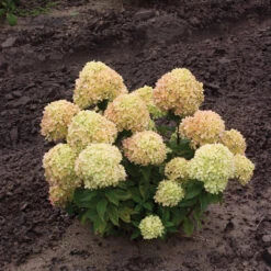 Little Lime® Panicle Hydrangea -Great Garden Plants Sales Store Hydrangea Little Lime 1 P