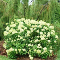 Little Lime® Panicle Hydrangea -Great Garden Plants Sales Store Hydrangea Little Lime 2 P