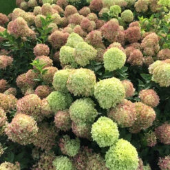Little Lime® Panicle Hydrangea -Great Garden Plants Sales Store Hydrangea Little Lime 4 P
