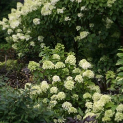 Little Lime® Panicle Hydrangea -Great Garden Plants Sales Store Hydrangea Little Lime 6 P