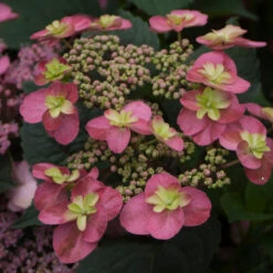Tuff Stuff™ Red Mountain Hydrangea -Great Garden Plants Sales Store Hydrangea Tuff Stuf Red 2 P