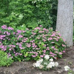 Tuff Stuff™ Red Mountain Hydrangea -Great Garden Plants Sales Store Hydrangea Tuff Stuf Red 4 P