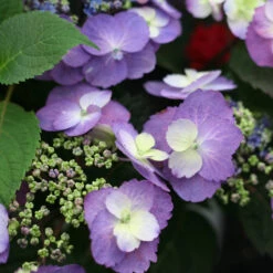 Tuff Stuff™ Mountain Hydrangea 7 Tuff Stuff™ Mountain Hydrangea -Great Garden Plants Sales Store Hydrangea Tuff Stuff 4 P