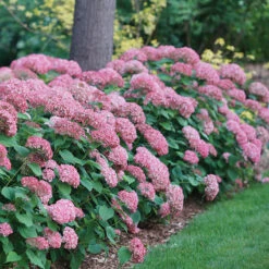 Invincibelle Spirit® II Smooth Hydrangea -Great Garden Plants Sales Store Hydrangea arborescens Invincibelle Spirit II 1 P