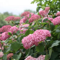 Invincibelle Spirit® II Smooth Hydrangea -Great Garden Plants Sales Store Hydrangea arborescens Invincibelle Spirit II 3 P