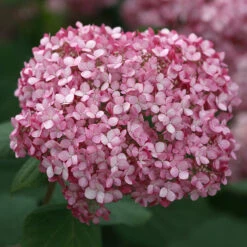 Invincibelle Spirit® II Smooth Hydrangea -Great Garden Plants Sales Store Hydrangea arborescens Invincibelle Spirit II 4 P