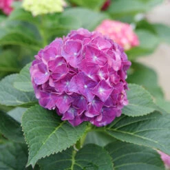 Wee Bit Grumpy® Bigleaf Hydrangea -Great Garden Plants Sales Store Hydrangea macrophylla Wee Bit Grumpy P1077663