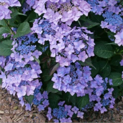 Let's Dance Can Do!® Bigleaf Hydrangea -Great Garden Plants Sales Store HydrangeaLetsDanceCanDoP1226578 800x800 e24c668