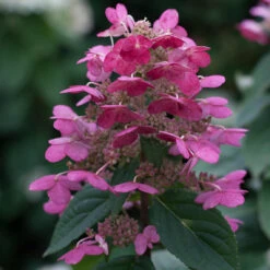 Quick Fire® Panicle Hydrangea -Great Garden Plants Sales Store HydrangeaQuickFire3