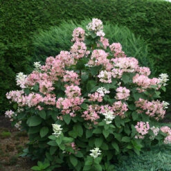 Quick Fire® Panicle Hydrangea -Great Garden Plants Sales Store HydrangeaQuickFire4