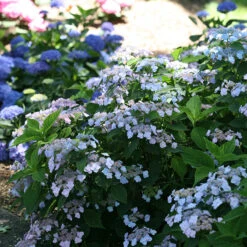 Tiny Tuff Stuff™ Mountain Hydrangea -Great Garden Plants Sales Store Hydrangea Tiny Tuff Stuff 3P
