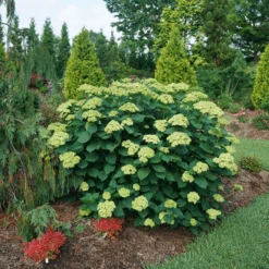 Invincibelle Sublime™ Smooth Hydrangea -Great Garden Plants Sales Store HydrangeaarborescensInvincibelleSublimeDSC00551 800x800 3ec7d67