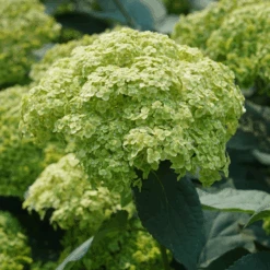 Invincibelle Sublime™ Smooth Hydrangea -Great Garden Plants Sales Store HydrangeaarborescensInvincibelleSublimeDSC08103 800x800 31b4cad