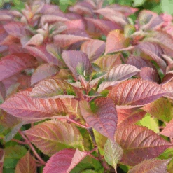 Let's Dance Lovable™ Bigleaf Hydrangea -Great Garden Plants Sales Store HydrangeamacrophyllaLetsDanceLoveableP1106809 1080x1080 27adc42