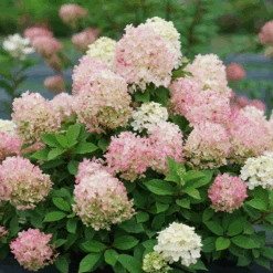 Fire Light Tidbit® Panicle Hydrangea -Great Garden Plants Sales Store HydrangeapaniculataFireLightTidbitDSC02390 800x800 f760462