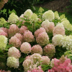 Fire Light Tidbit® Panicle Hydrangea -Great Garden Plants Sales Store HydrangeapaniculataFireLightTidbitIMG 0114 800x800 d3572ab