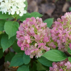 Fire Light Tidbit® Panicle Hydrangea -Great Garden Plants Sales Store HydrangeapaniculataFireLightTidbitP1106064 800x800 be527ea