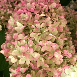 'Limelight' Panicle Hydrangea 10 'Limelight' Panicle Hydrangea -Great Garden Plants Sales Store HydrangeapaniculataLimelightIMG 0153 800x800 c7764e5