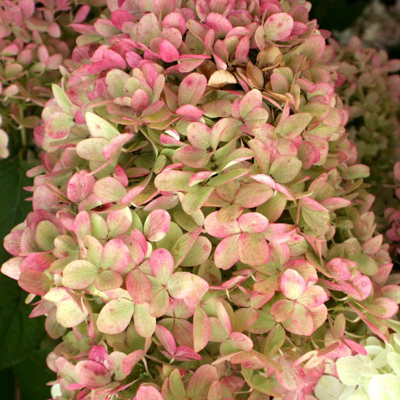 'Limelight' Panicle Hydrangea 4 'Limelight' Panicle Hydrangea - Image 4