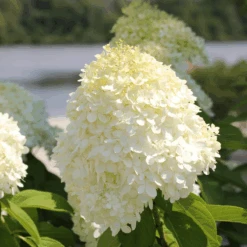 'Limelight' Panicle Hydrangea 9 'Limelight' Panicle Hydrangea -Great Garden Plants Sales Store HydrangeapaniculataLimelightIMG 0617 800x800 0361752