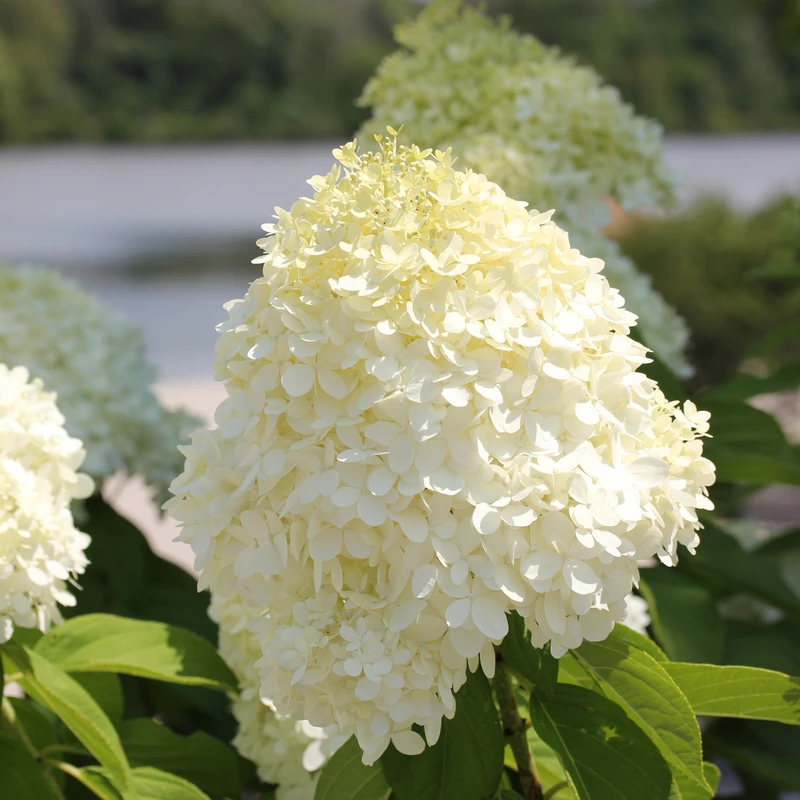 'Limelight' Panicle Hydrangea 3 'Limelight' Panicle Hydrangea - Image 3