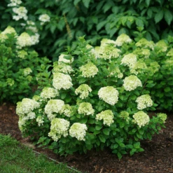 Little Lime Punch® Panicle Hydrangea -Great Garden Plants Sales Store HydrangeapaniculataLittleLimePunchDSC04605 800x800 dcc922b