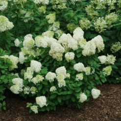 Little Lime Punch® Panicle Hydrangea -Great Garden Plants Sales Store HydrangeapaniculataLittleLimePunchDSC08373 800x800 121f548