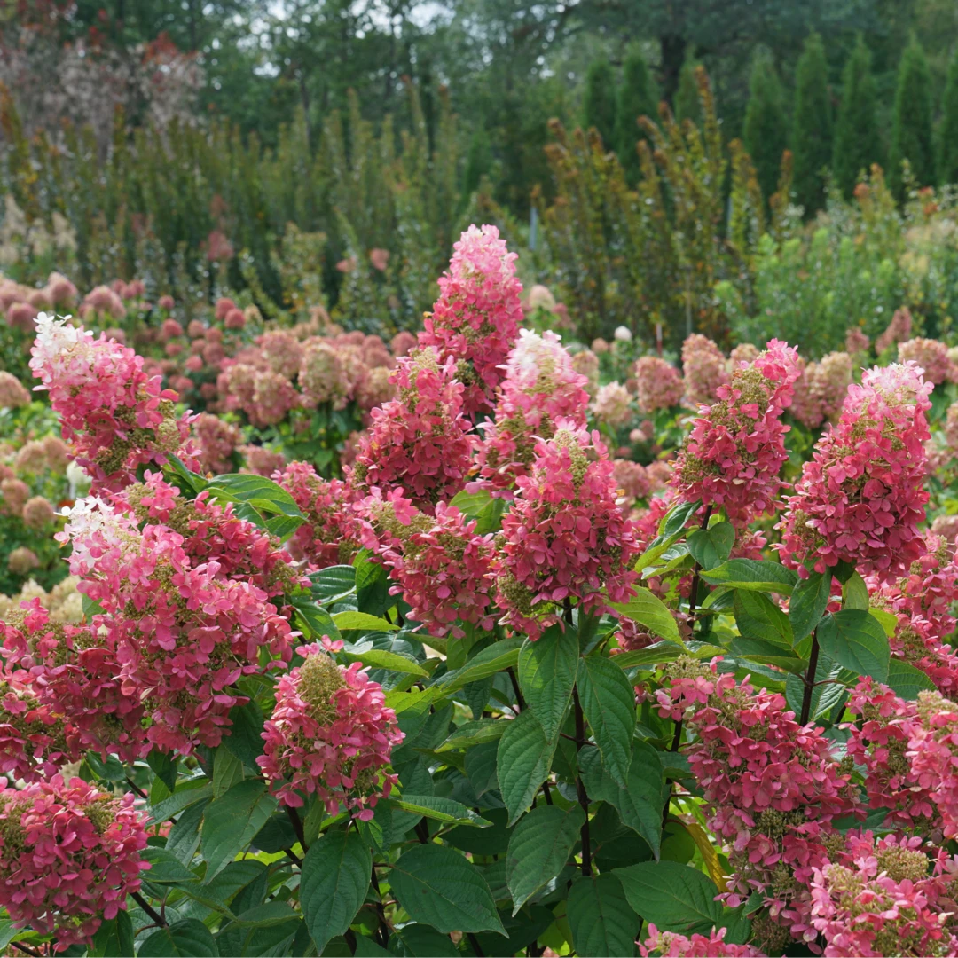 Pinky Winky Prime™ Panicle Hydrangea 3 Pinky Winky Prime™ Panicle Hydrangea - Image 3
