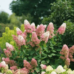 Pinky Winky Prime™ Panicle Hydrangea 9 Pinky Winky Prime™ Panicle Hydrangea -Great Garden Plants Sales Store HydrangeapaniculataPinkyWinkyPrimeDSC05225 1080x1080 e755a22