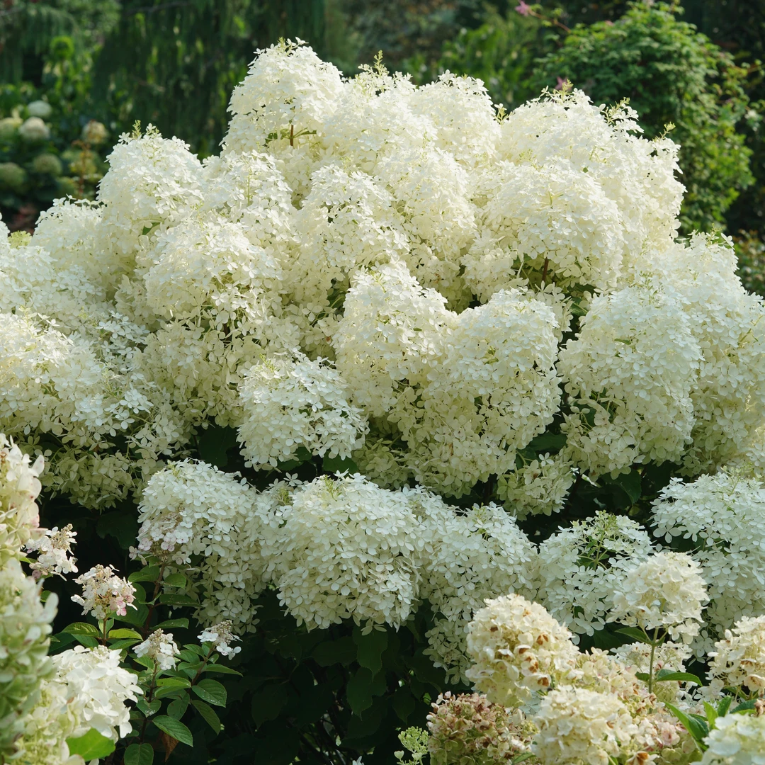 Puffer Fish® Panicle Hydrangea 1 Puffer Fish® Panicle Hydrangea
