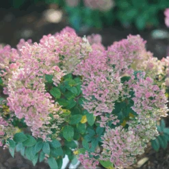 Tiny Quick Fire™ Panicle Hydrangea -Great Garden Plants Sales Store HydrangeapaniculataTinyQuickFireDSC05449 800x800 b7c6b14