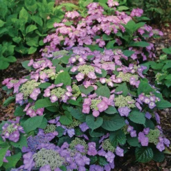 Tuff Stuff Top Fun™ Mountain Hydrangea -Great Garden Plants Sales Store HydrangeaserrataTuffStuffTopFunP1195775 1080x1080 3177454