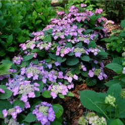 Tuff Stuff Top Fun™ Mountain Hydrangea -Great Garden Plants Sales Store HydrangeaserrataTuffStuffTopFunP1195777 1080x1080 99624e0