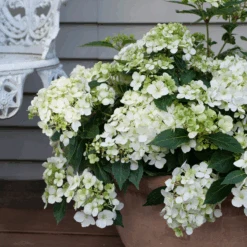 Fairytrail™ White Cascade Hydrangea