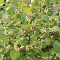 Mr. Poppins® Winterberry Holly -Great Garden Plants Sales Store IMG 1156 800x800 54e6b23