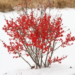 Berry Poppins® Winterberry Holly 15 Berry Poppins® Winterberry Holly -Great Garden Plants Sales Store Ilex verticillata Berry Poppins 2 P 9f12aa00 873a 458b ac28 b0c67e7fe889 sw