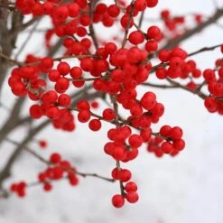 Berry Poppins® Winterberry Holly 11 Berry Poppins® Winterberry Holly -Great Garden Plants Sales Store Ilex verticillata Berry Poppins 3 P a9cfa142 889b 4fc7 acde d5ef636bc260 sw