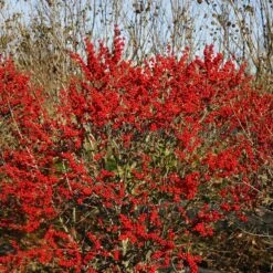 Berry Poppins® Winterberry Holly 14 Berry Poppins® Winterberry Holly -Great Garden Plants Sales Store Ilex verticillata Berry Poppins 6 P 4d74fbf5 874a 4d13 a2c0 0081f811afff sw