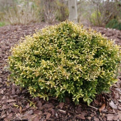 Glow Pop™ Japanese Holly -Great Garden Plants Sales Store Ilex crenata Glow Pop P1202479