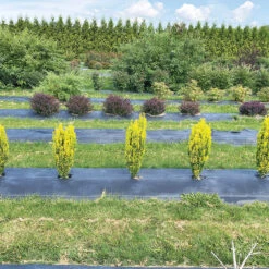 Glow Stick™ Japanese Holly -Great Garden Plants Sales Store Ilex crenata Glow Stick IMG 1552 4032x3024 3c3502c