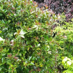 Castle Rouge™ Blue Holly -Great Garden Plants Sales Store Ilex x meserveae Castle Rouge 54