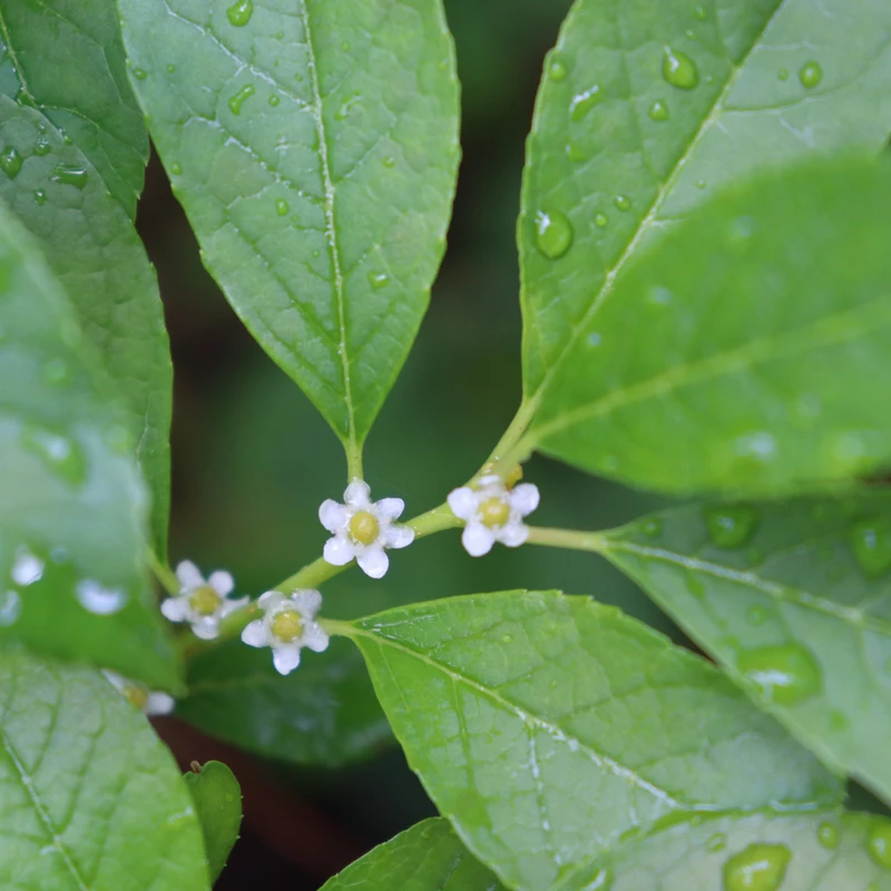 Berry Poppins® Winterberry Holly 2 Berry Poppins® Winterberry Holly - Image 2