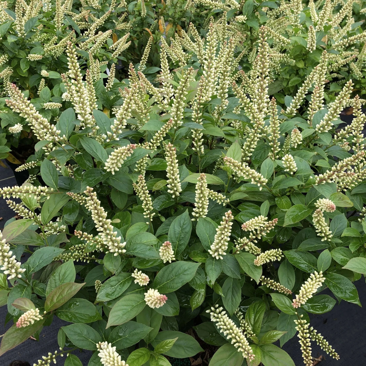 Fizzy Mizzy™ Sweetspire 1 Fizzy Mizzy™ Sweetspire