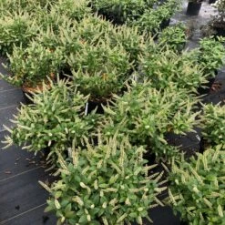 Fizzy Mizzy™ Sweetspire 6 Fizzy Mizzy™ Sweetspire -Great Garden Plants Sales Store IteaFizzyMizzyIMG 0223 sw