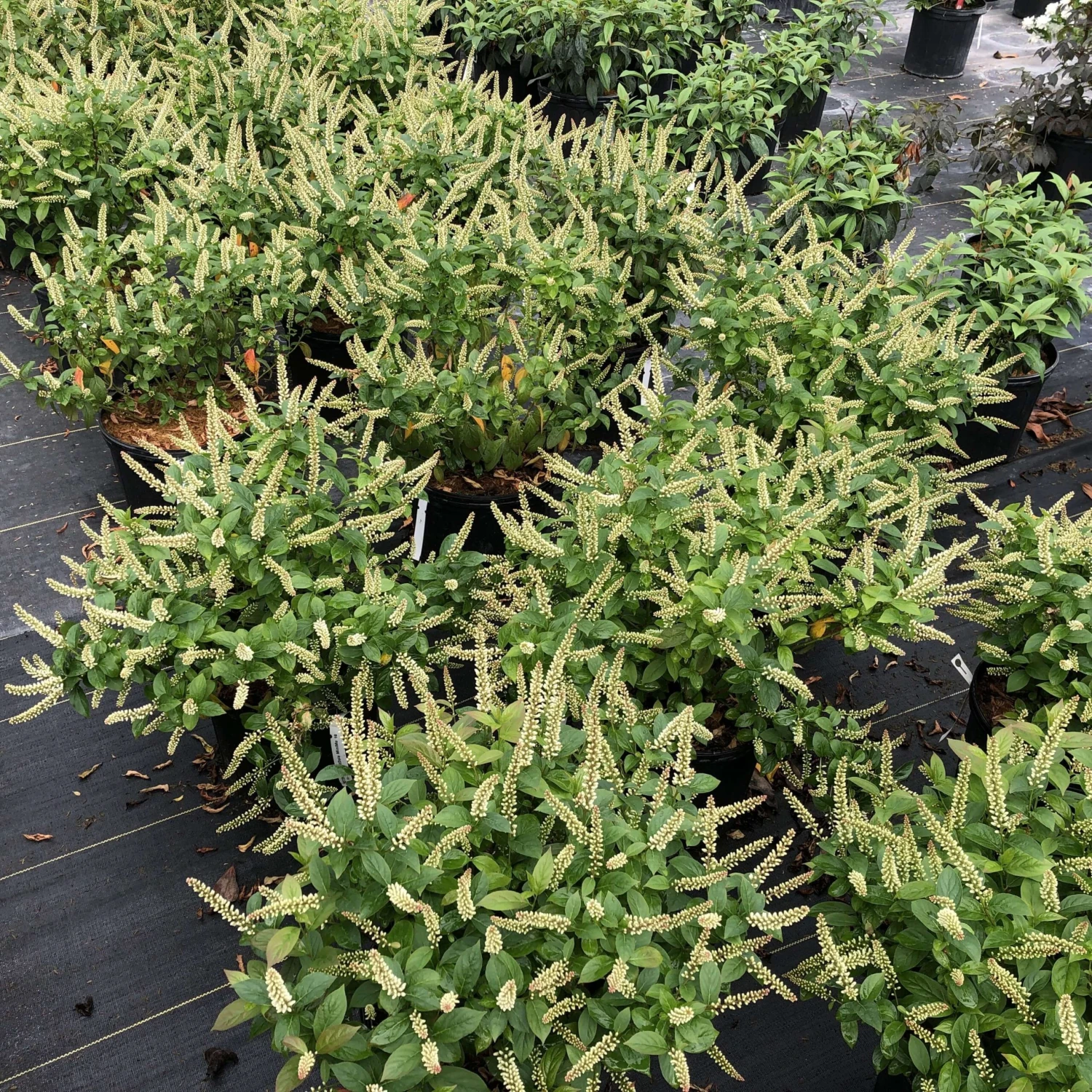 Fizzy Mizzy™ Sweetspire 3 Fizzy Mizzy™ Sweetspire - Image 3